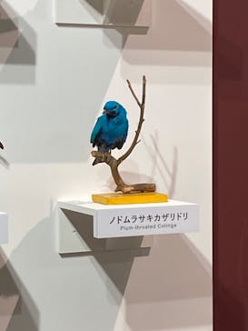 特別展「鳥 ～ゲノム解析が解き明かす新しい鳥類の系統～」国立科学博物館に投稿された画像（2024/11/9）