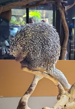 カワスイ 川崎⽔族館に投稿された画像（2024/11/9）