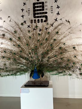 特別展「鳥 ～ゲノム解析が解き明かす新しい鳥類の系統～」国立科学博物館に投稿された画像（2024/11/9）