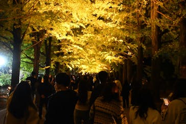 国営昭和記念公園 秋の夜散歩に投稿された画像（2024/11/9）