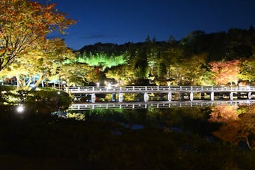 国営昭和記念公園 秋の夜散歩に投稿された画像（2024/11/9）