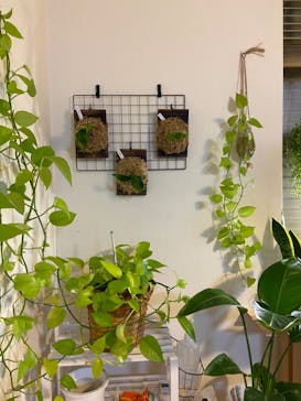 Aki's Gardenに投稿された画像（2024/11/9）