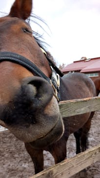 ノーザンホースパークに投稿された画像（2024/11/9）