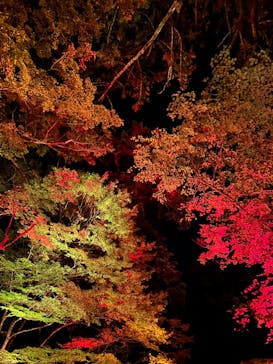 NAKED夜さんぽ™ 石川・那谷寺に投稿された画像（2024/11/9）