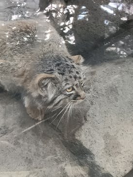 神戸どうぶつ王国に投稿された画像（2024/11/9）