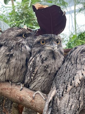 神戸どうぶつ王国に投稿された画像（2024/11/9）