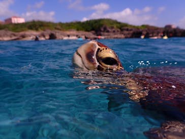 nico 宮古島に投稿された画像（2024/11/9）