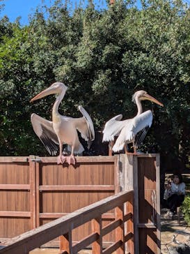 神戸どうぶつ王国に投稿された画像（2024/11/9）