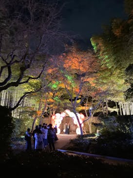 国営昭和記念公園 秋の夜散歩に投稿された画像（2024/11/9）