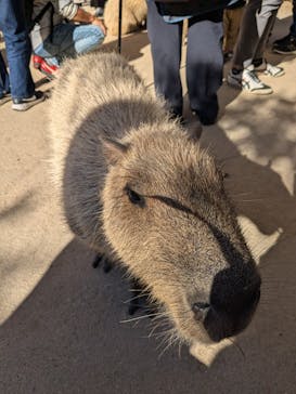神戸どうぶつ王国に投稿された画像（2024/11/9）