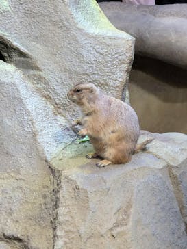 神戸どうぶつ王国に投稿された画像（2024/11/9）