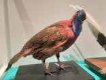 特別展「鳥 ～ゲノム解析が解き明かす新しい鳥類の系統～」国立科学博物館に投稿された画像（2024/11/9）