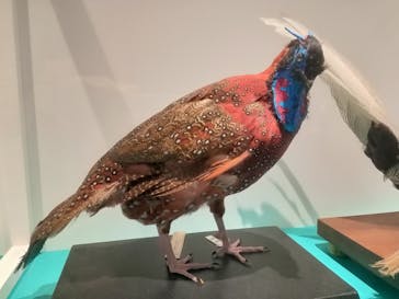 特別展「鳥 ～ゲノム解析が解き明かす新しい鳥類の系統～」国立科学博物館に投稿された画像（2024/11/9）