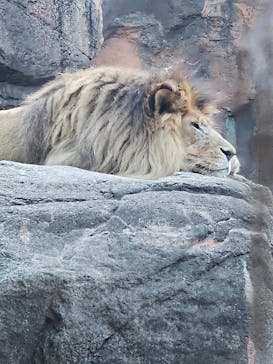 天王寺動物園に投稿された画像（2024/11/9）