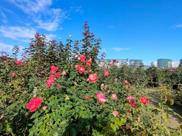 京成バラ園に投稿された画像（2024/11/9）