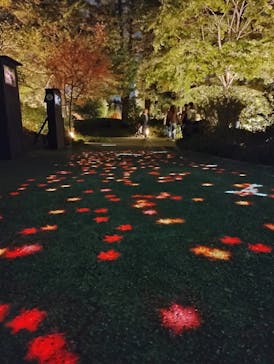 国営昭和記念公園 秋の夜散歩に投稿された画像（2024/11/9）