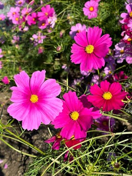 淡路ファームパーク イングランドの丘に投稿された画像（2024/11/9）