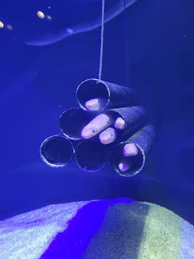四国水族館に投稿された画像（2024/11/9）
