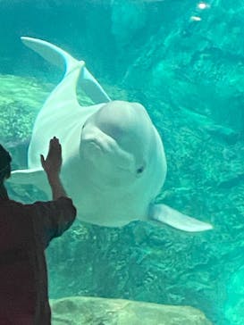 名古屋港水族館に投稿された画像（2024/11/9）