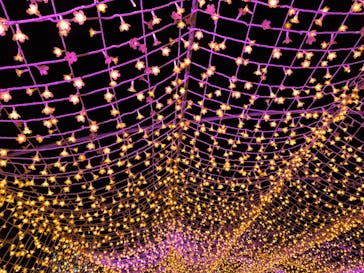 東京メガイルミに投稿された画像（2024/11/10）