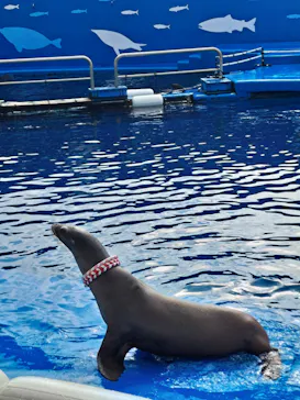 仙台うみの杜水族館に投稿された画像（2024/11/10）