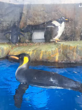 仙台うみの杜水族館に投稿された画像（2024/11/10）