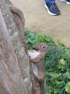 那須どうぶつ王国に投稿された画像（2024/11/10）