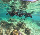 沖縄ダイビングショップシーモールに投稿された画像（2024/11/10）