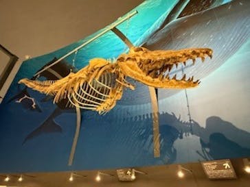福井県立恐竜博物館に投稿された画像（2024/11/10）