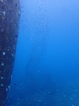 屋久島自然案内に投稿された画像（2024/11/10）