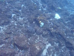 屋久島自然案内に投稿された画像（2024/11/10）