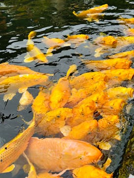 昇仙峡ロープウェイに投稿された画像（2024/11/10）