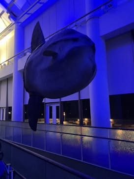 アクアワールド茨城県大洗水族館に投稿された画像（2024/11/10）