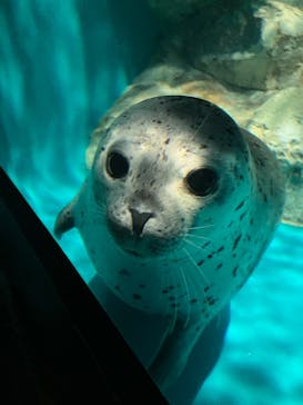 アクアワールド茨城県大洗水族館に投稿された画像（2024/11/10）