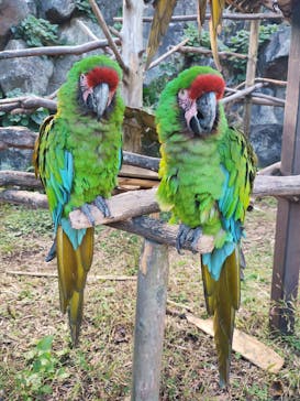 伊豆シャボテン動物公園に投稿された画像（2024/11/10）