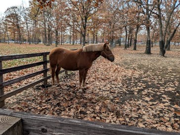 ノーザンホースパークに投稿された画像（2024/11/10）