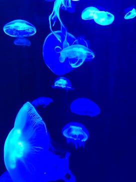 マリンワールド海の中道に投稿された画像（2024/11/10）