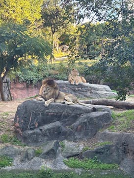 天王寺動物園に投稿された画像（2024/11/10）