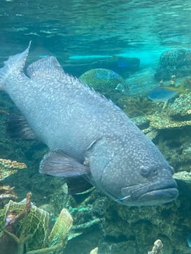 名古屋港水族館に投稿された画像（2024/11/10）