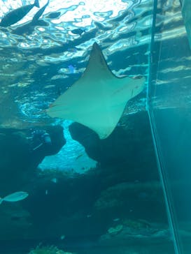 名古屋港水族館に投稿された画像（2024/11/10）
