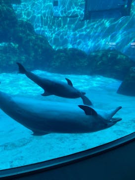 名古屋港水族館に投稿された画像（2024/11/10）