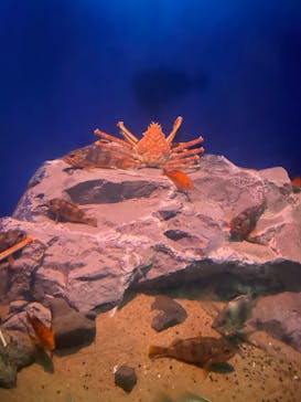 名古屋港水族館に投稿された画像（2024/11/10）