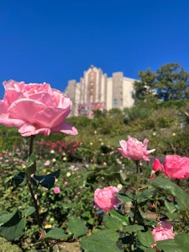 西武園ゆうえんちに投稿された画像（2024/11/10）