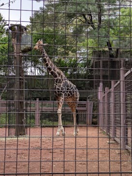 恩賜上野動物園に投稿された画像（2024/11/10）