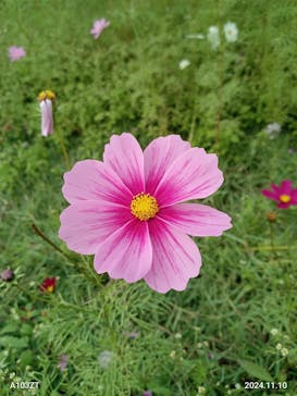 滋賀農業公園ブルーメの丘に投稿された画像（2024/11/10）