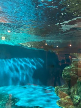 しながわ水族館に投稿された画像（2024/11/10）