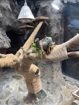 恩賜上野動物園に投稿された画像（2024/11/10）