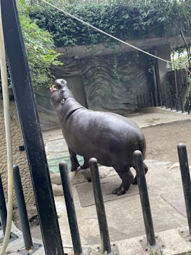 恩賜上野動物園に投稿された画像（2024/11/10）