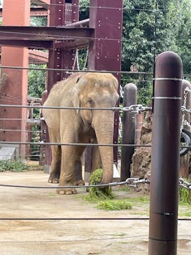 恩賜上野動物園に投稿された画像（2024/11/10）