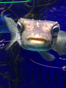 下田海中水族館に投稿された画像（2024/11/10）